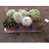 Cactus mix 7 cm in presentatiedoos
