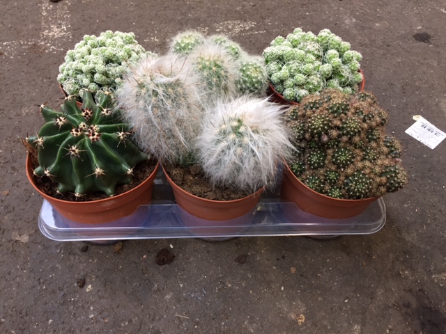 Cactus mix 7 cm in presentatiedoos