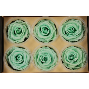 R Prs Mint Light Magestic