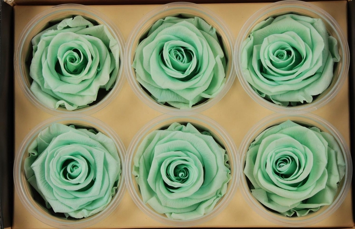 <h4>R Prs Mint Light Magestic</h4>