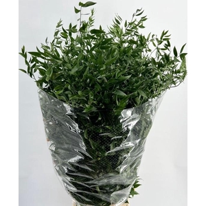 RUSCUS LANG 4 TAK
