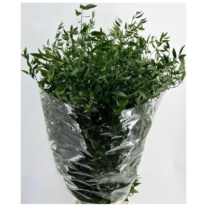 <h4>RUSCUS LANG 4 TAK</h4>