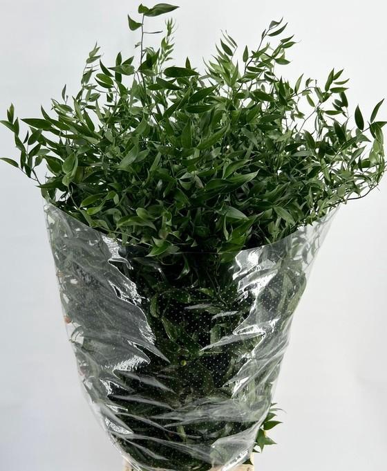 RUSCUS LANG 4 TAK