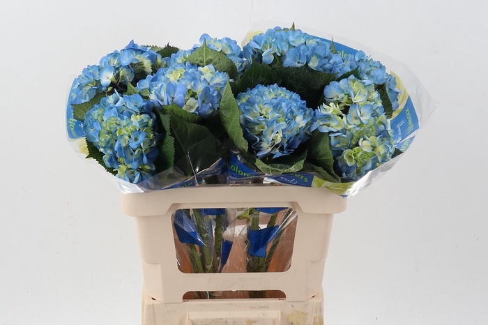 <h4>Hydr Blue Berry Select</h4>