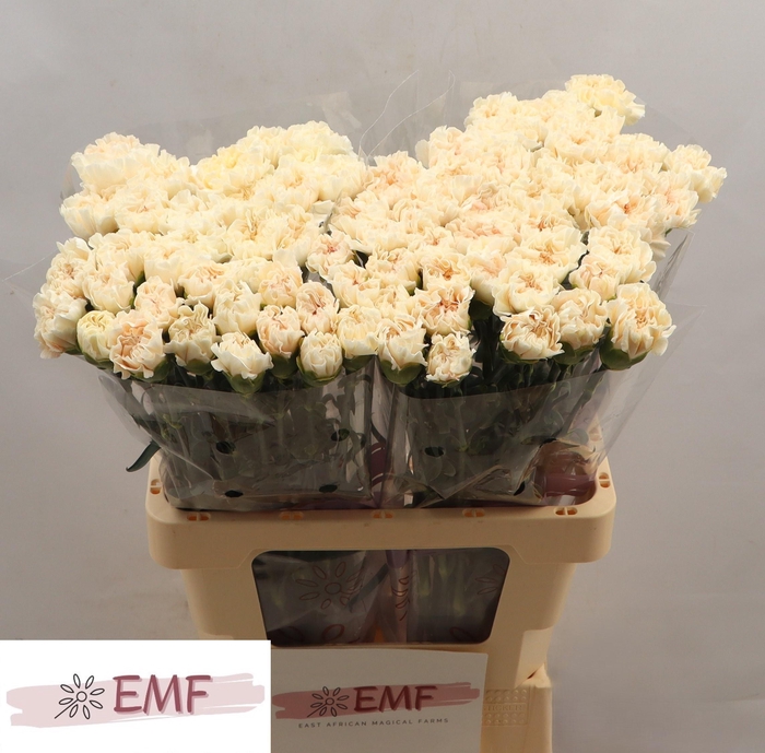 <h4>DI ST PEACH TEA+</h4>