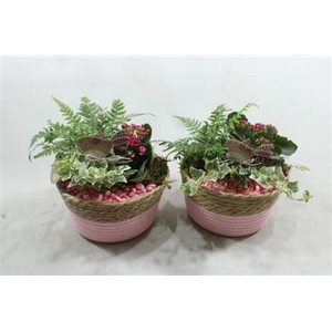 4575 MAND ROZE INDOOR