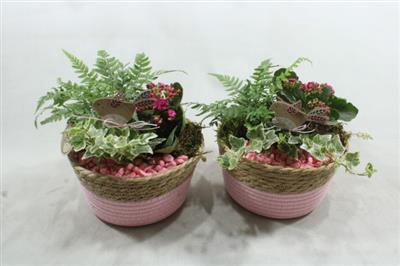 <h4>4575 Mand Roze Indoor</h4>