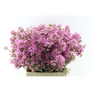 Chamelaucium Adi Pink