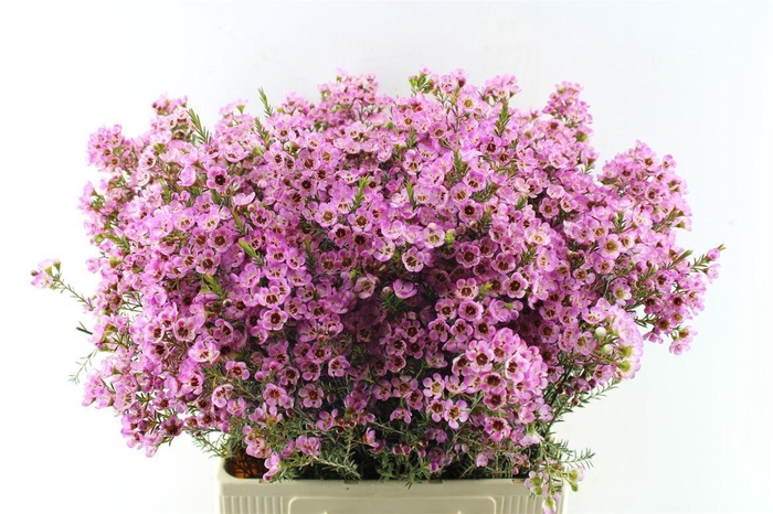 <h4>Chamelaucium Adi Pink</h4>