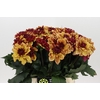 Dahlia Creme de Cognac