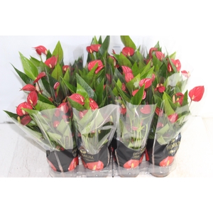 ANTHURIUM MINI MILLION FLOWERS P09