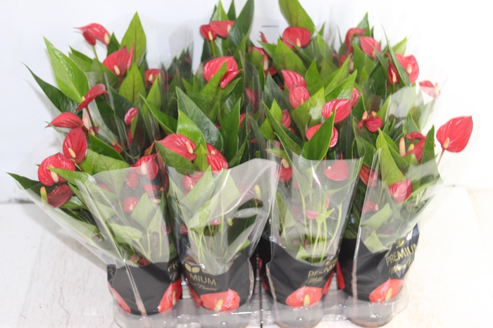 <h4>ANTHURIUM MINI MILLION FLOWERS P09</h4>