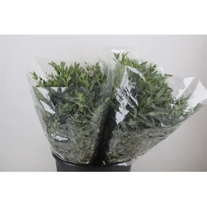 Euca Parvifolia Short 150gr P Bunch