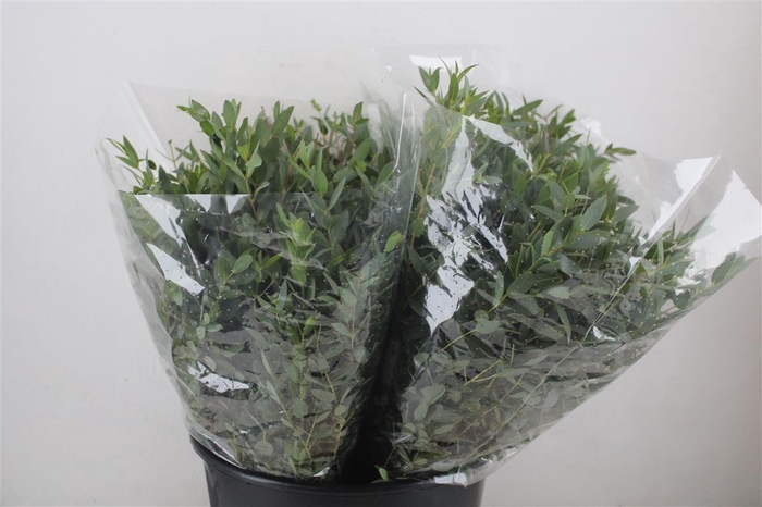 <h4>Euca Parvifolia Short 150gr P Bunch</h4>