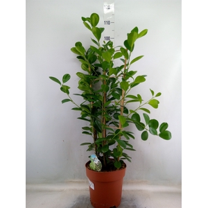 Ficus microcarpa 'Moclame'