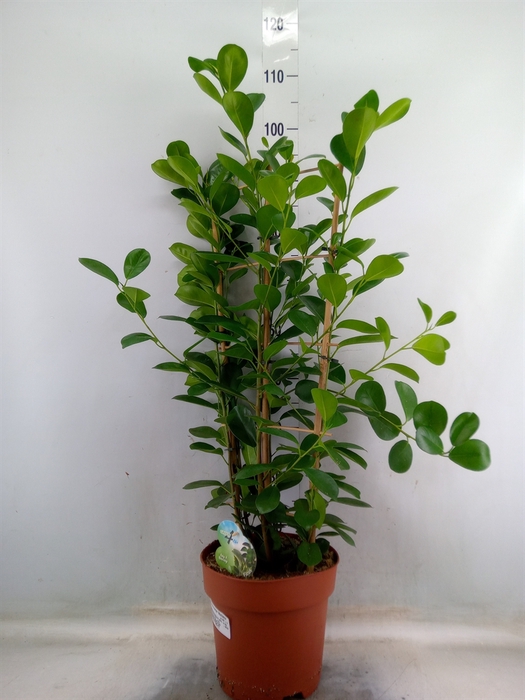 <h4>Ficus microcarpa 'Moclame'</h4>