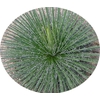 AGAVE PALITO P24