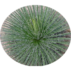 AGAVE PALITO P24