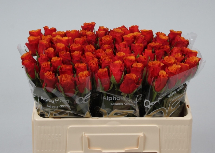 <h4>R GR ESPANA@</h4>