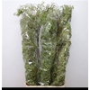 Rosa Corallo Green