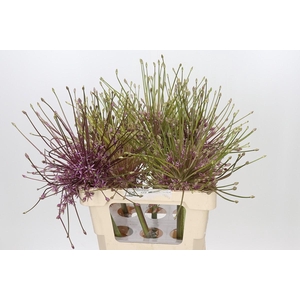 Allium Schubertii