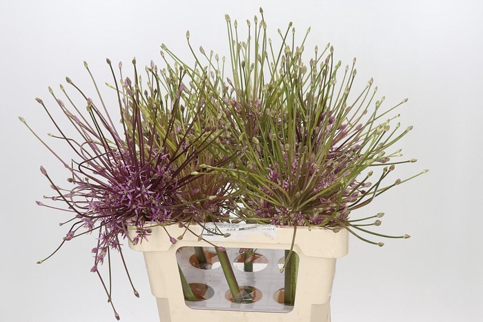<h4>Allium Schubertii</h4>