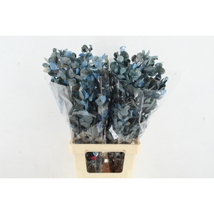 DF Lunaria BS Frosted Blue