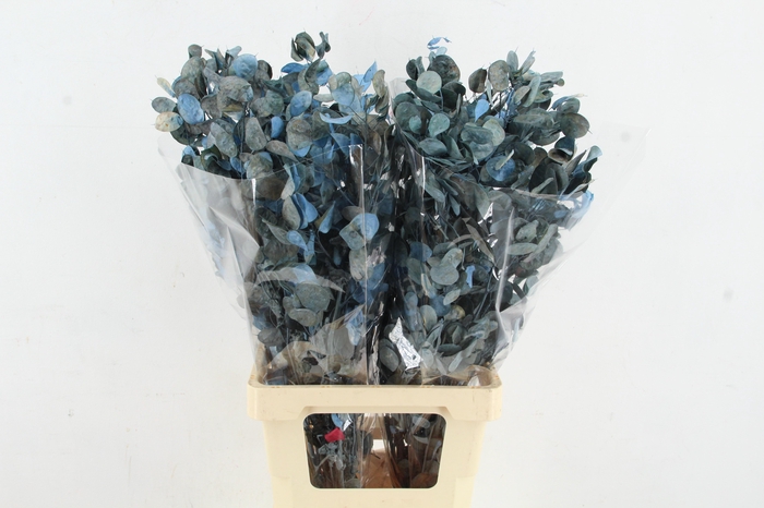<h4>DF Lunaria BS Frosted Blue</h4>
