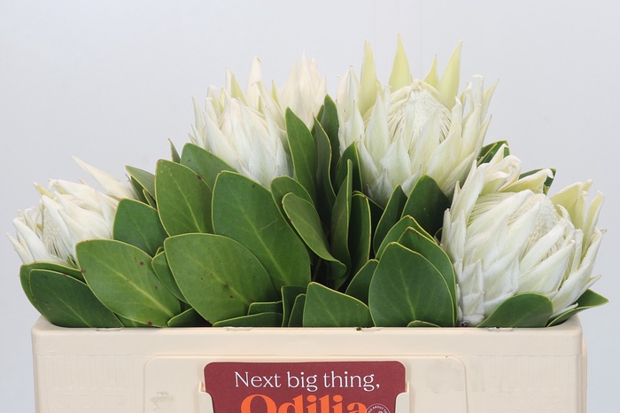 <h4>Protea Cyn. Ayoba Arctic Ice</h4>