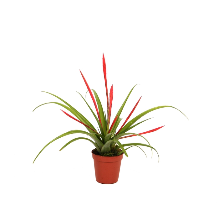 <h4>Tillandsia Flabellata</h4>