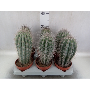 Pachycereus pringlei