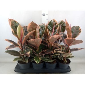 Ficus elastica 'Belize'