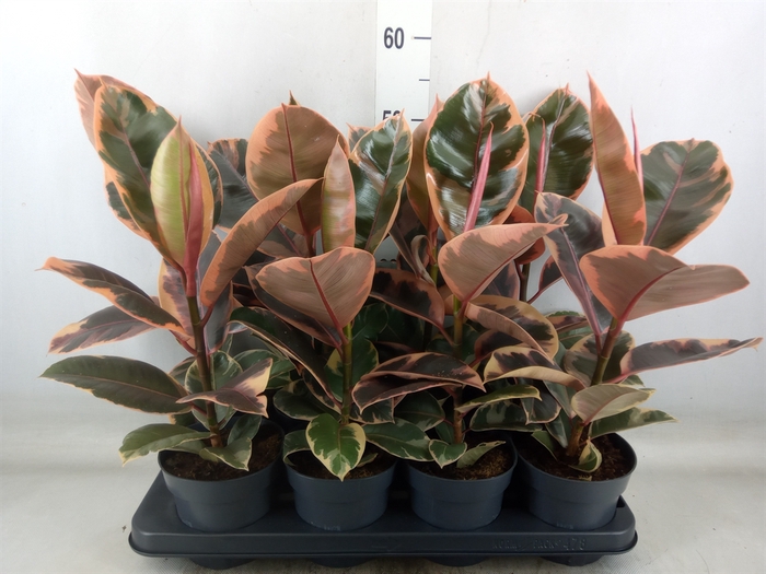 <h4>Ficus elastica 'Belize'</h4>
