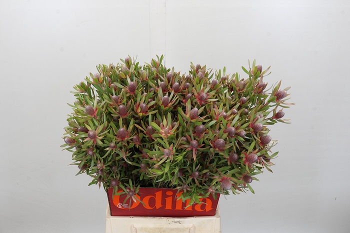 Leucadendron Ayoba Star Pearl