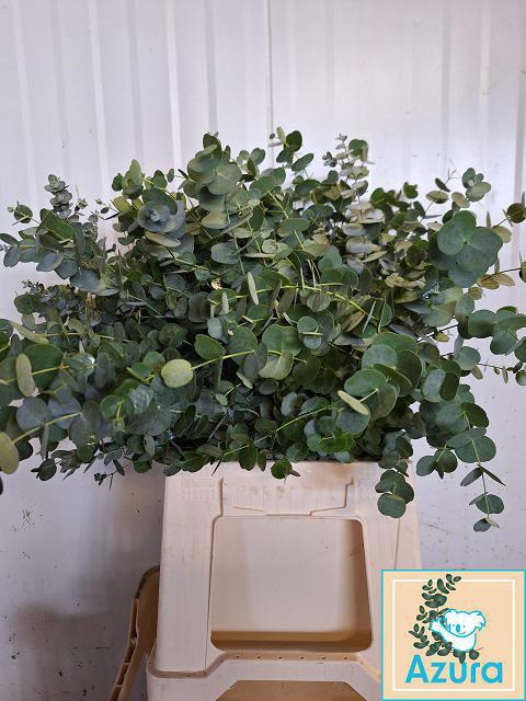 <h4>EUCA GU AZURA</h4>