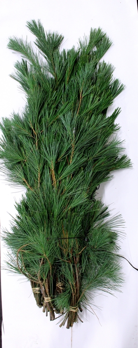 <h4>PINUS STROBUS BS</h4>