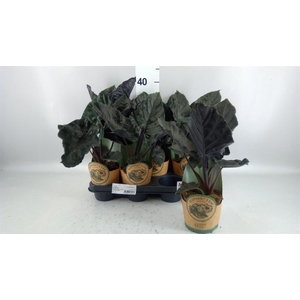 Alocasia  'Antoro Velvet'