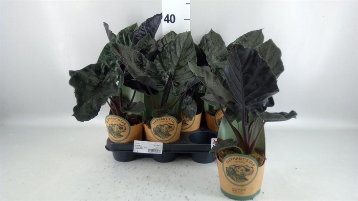 <h4>Alocasia  'Antoro Velvet'</h4>