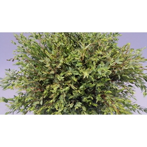 Euc. Parvifolia A1 250 gr.