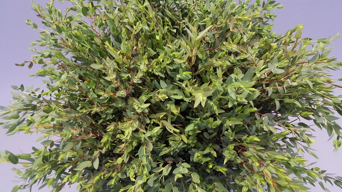 <h4>Euc. Parvifolia A1 250 gr.</h4>