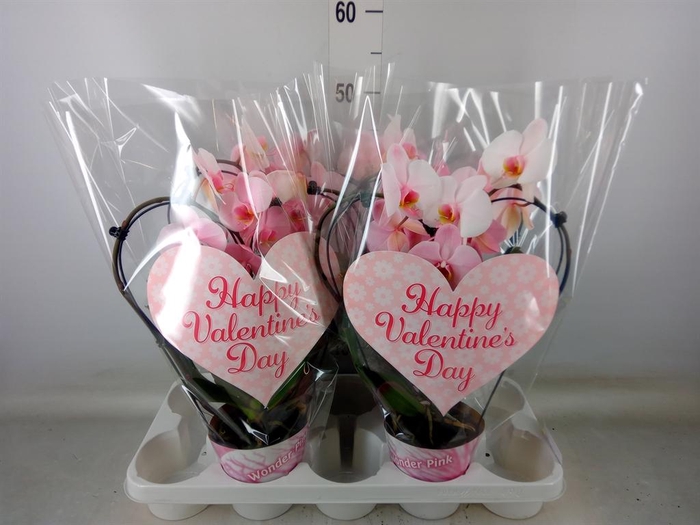 <h4>Phalaenopsis   ...</h4>