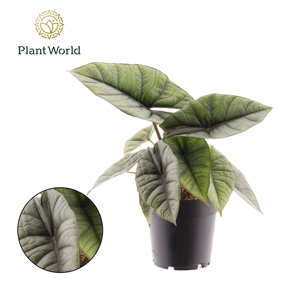 <h4>Alocasia Platinum</h4>