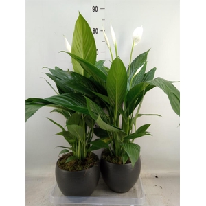 Spathiphyllum  'Bingo Cupido'