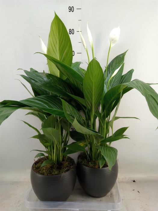 <h4>Spathiphyllum  'Bingo Cupido'</h4>