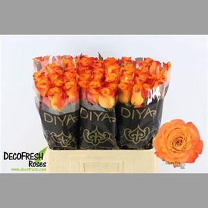R Gr Diyas Fire