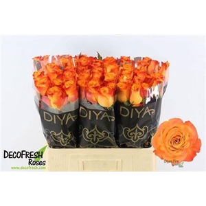 R Gr Diyas Fire