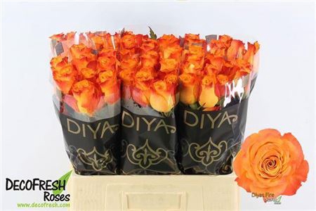 <h4>R Gr Diyas Fire</h4>