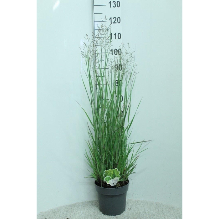 <h4>Panicum virgatum 'Heavy Metal'</h4>