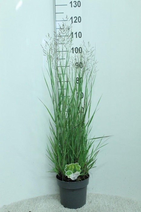 Panicum virgatum 'Heavy Metal'