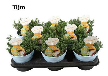 <h4>Thymus Vulgaris Compactus Tijm</h4>